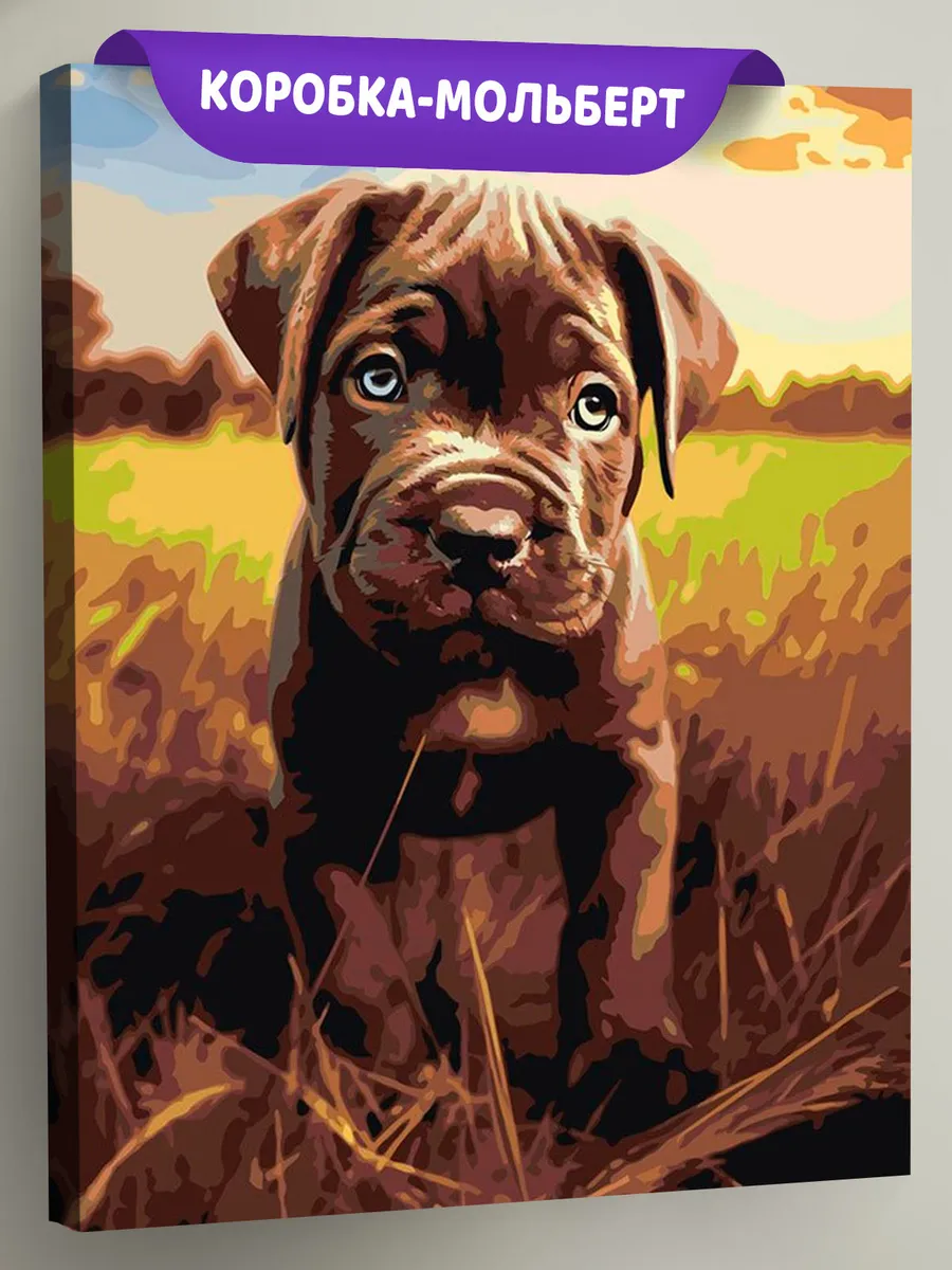 Картина по номерам «Собака Кане корсо щенок на лугу»