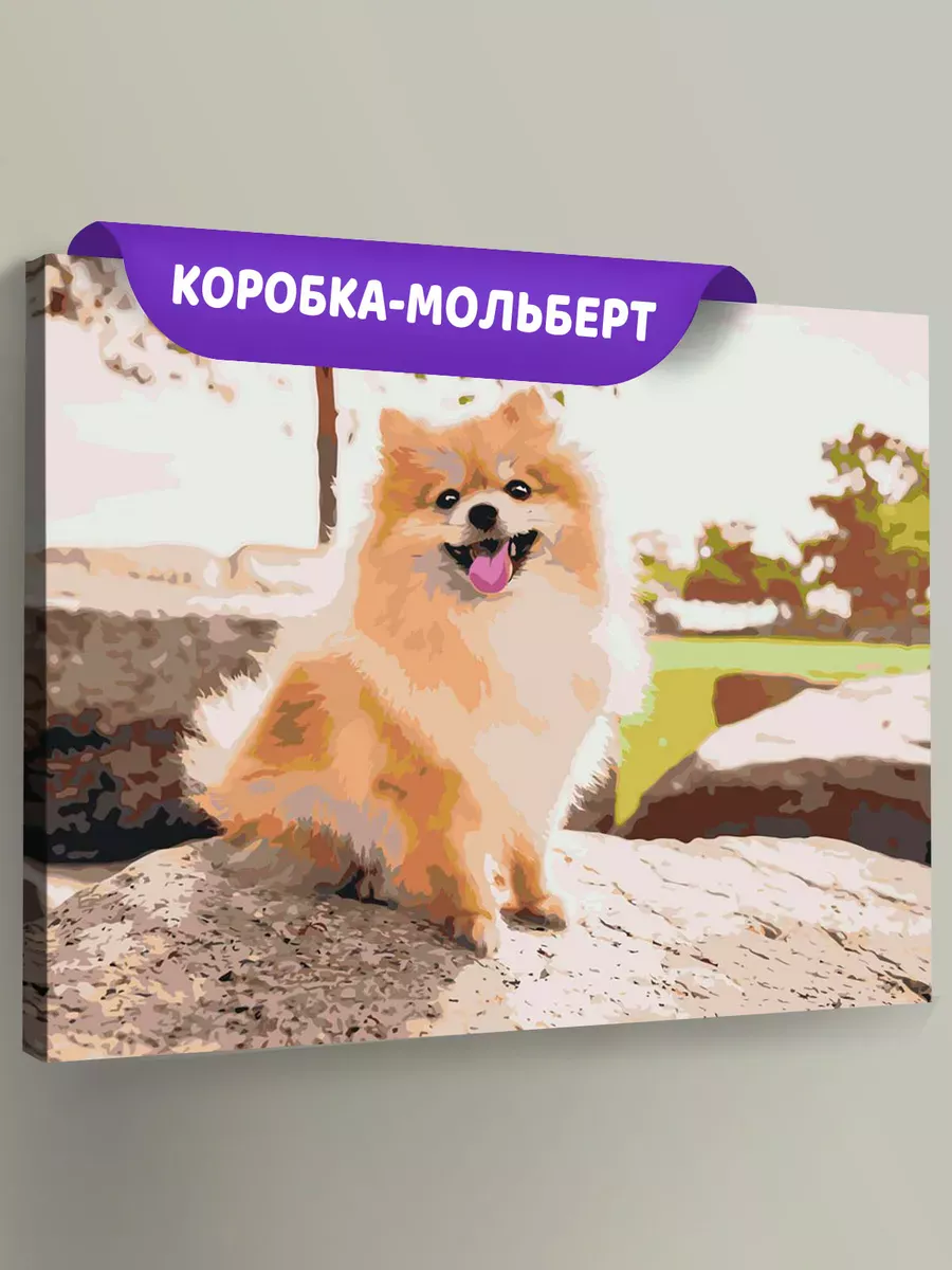 Картина по номерам «Собаки: Шпиц позирует на камне 40х50»