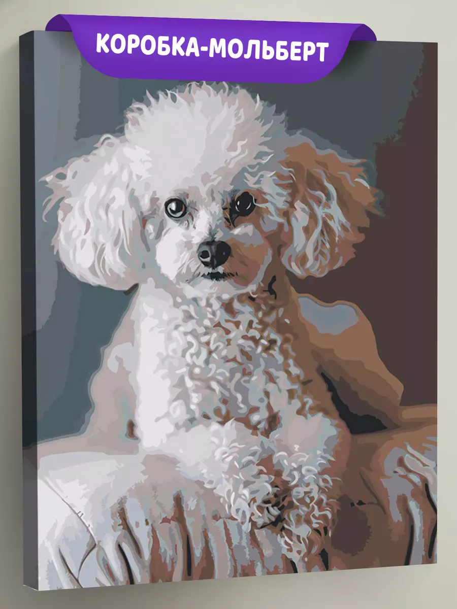 Картина по номерам «Собака пудель белая 40х50»