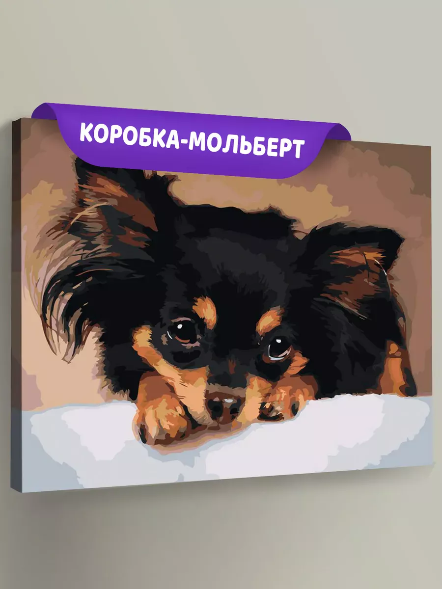 Картина по номерам «Собаки: длинношерстный Той терьер 40x50»