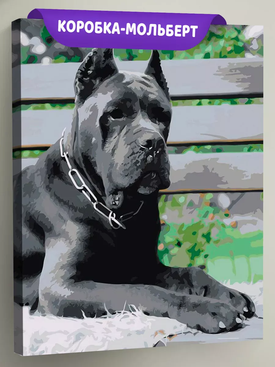 Картина по номерам «Собака Кане корсо черная 40x50»