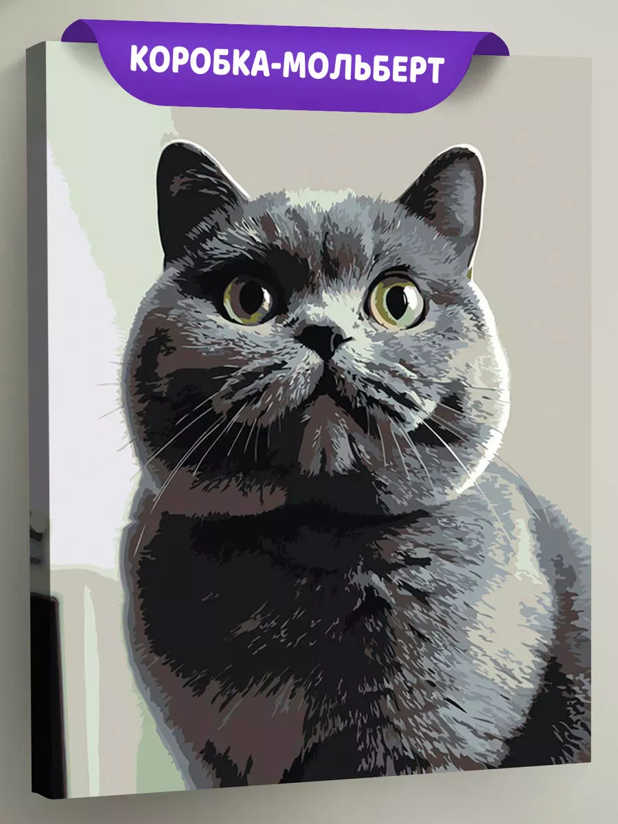 Картина по номерам «Кошки: серый британец, британский кот»