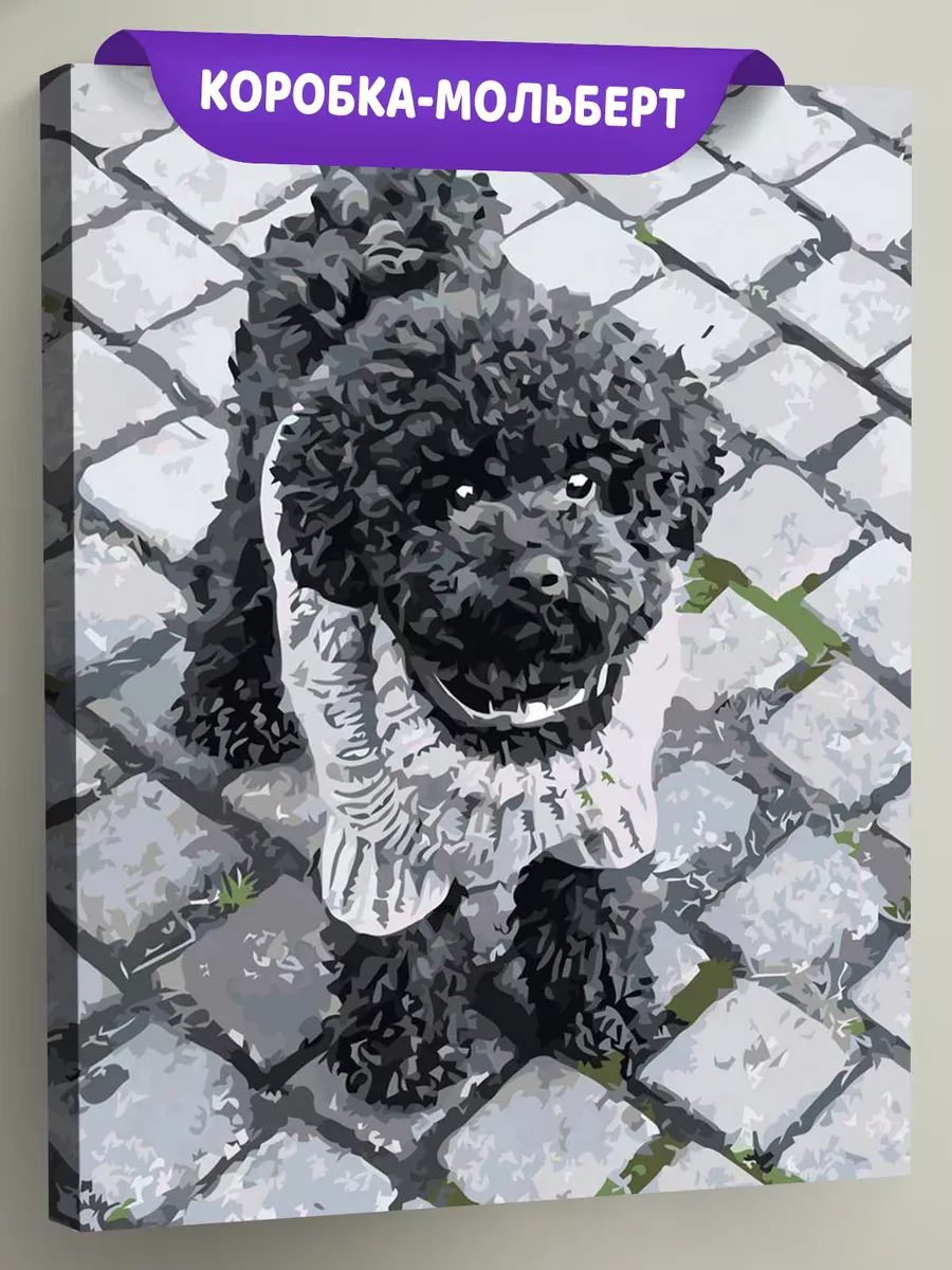 Картина по номерам «Собаки: черный той пудель на улице, чб»