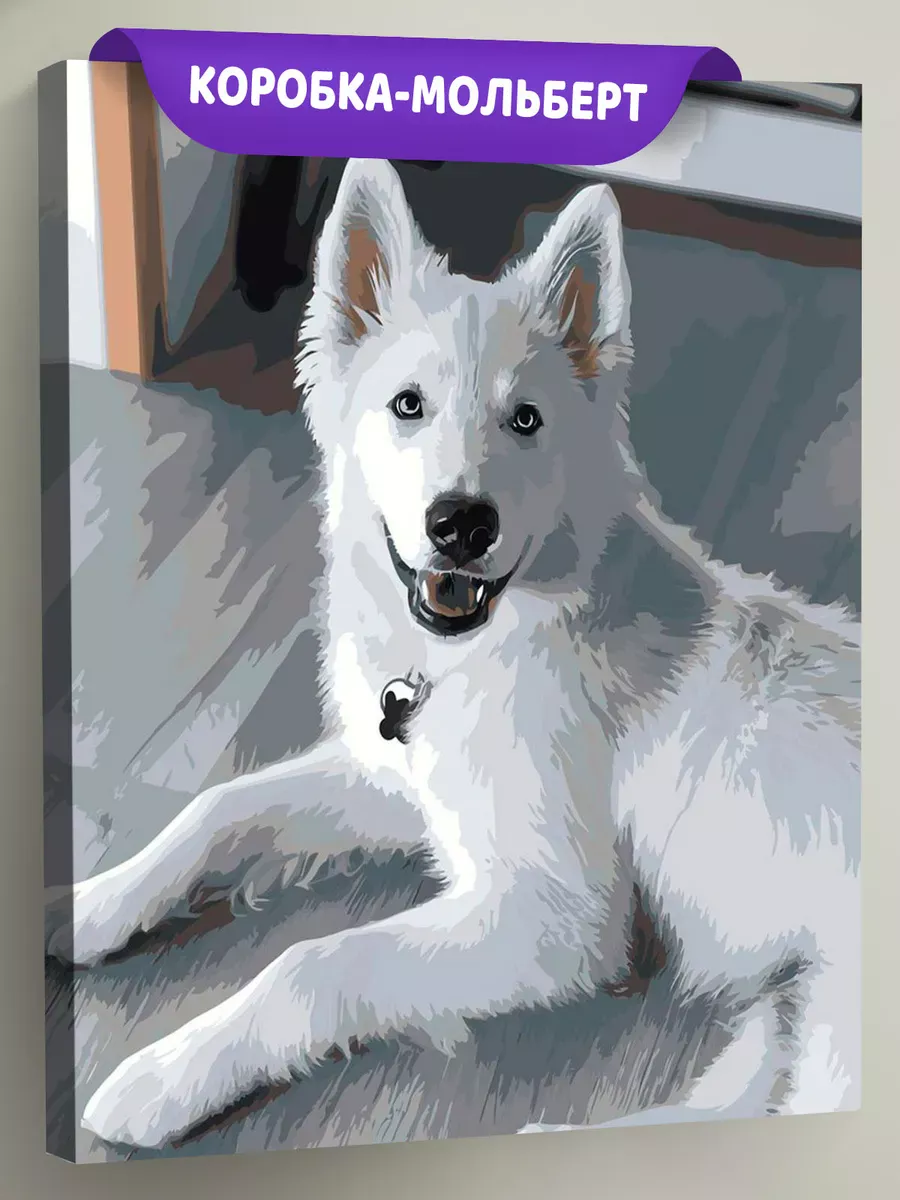 Картина по номерам «Собаки: белая швейцарская овчарка, щенок»