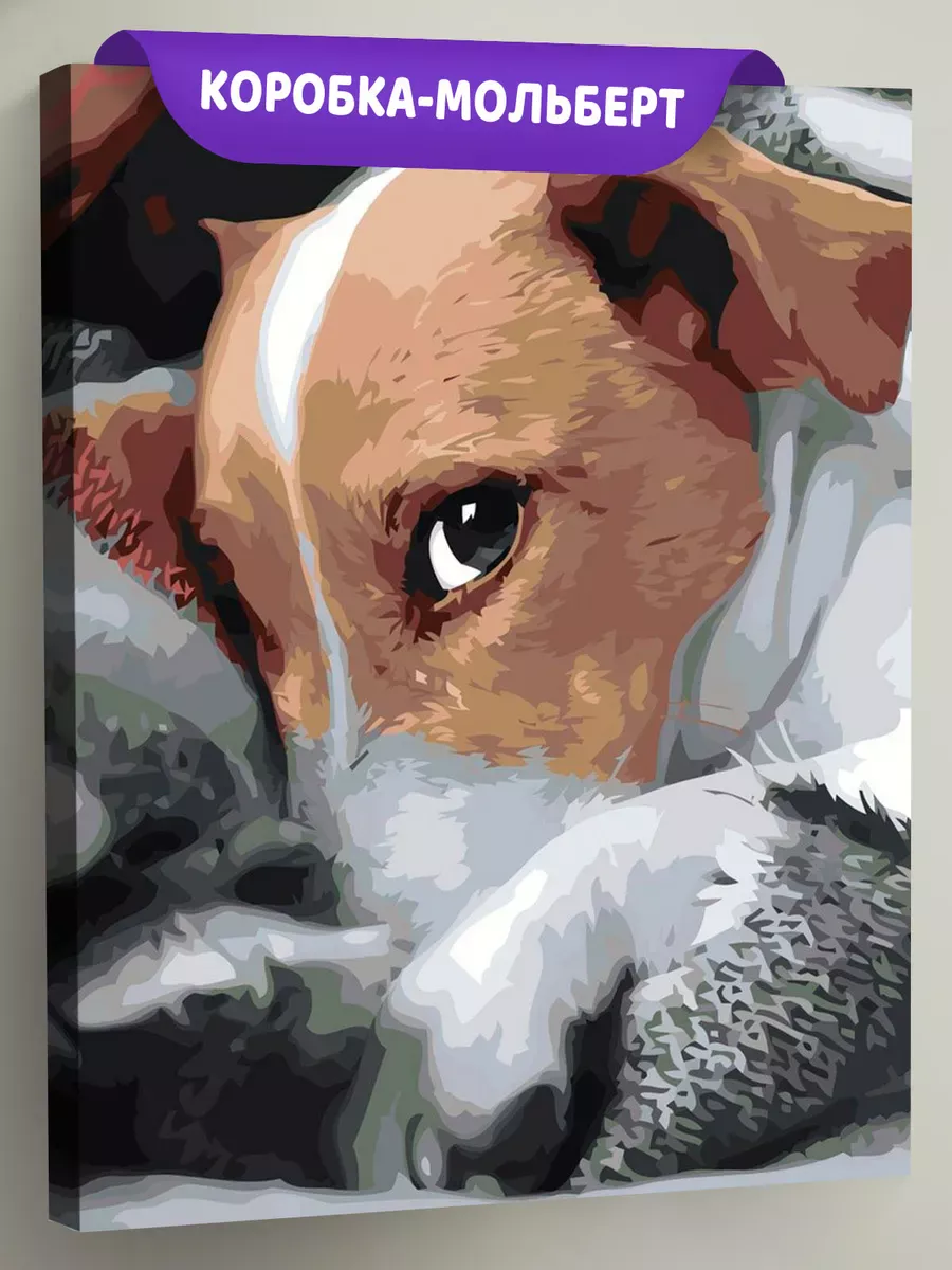 Картина по номерам «Собаки: Джек рассел терьер в пледе»