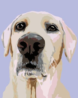 Картина по номерам «Зигги» Картина по номерам «Зигги»