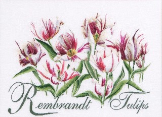 Набор для вышивания «Тюльпаны Рембрандт»
