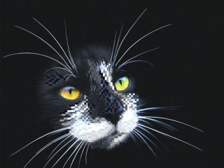 Рисунок на шелке «Черный кот»
