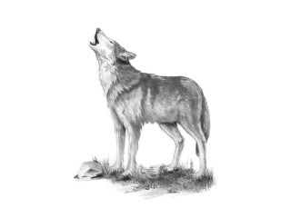 Набор для скетчинга «Волк»