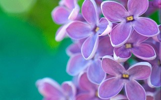 Алмазная вышивка «Цветки сирени» Алмазная вышивка «Цветки сирени»