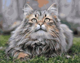 Картина по номерам «Пушистый кот»