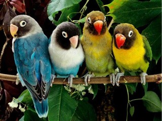 Картина по номерам «Волнистые попугайчики»
