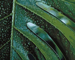 Картина по номерам «Монстера» Картина по номерам «Монстера»