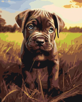 Картина по номерам «Собака Кане корсо щенок на лугу»