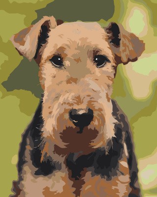 Картина по номерам Собака вельштерьер портрет Картина по номерам Собака вельштерьер портрет