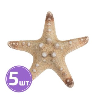 Звезда морская декоративная, 10 см, 5 шт., цвет: №01 натуральный, Blumentag