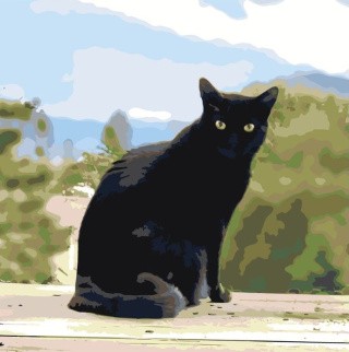 Картина по номерам «Черный кот»