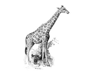 Набор для скетчинга «Жираф»