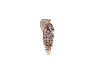 Ракушки декор Cerethium Aloco, DRF-032, 1.75-2.5 дюйма, 5 шт., Zlatka/Blumentag