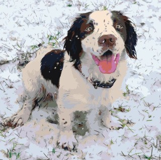 Картина по номерам «Пес на снегу»