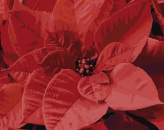 Картина по номерам «Пуансеттия» Картина по номерам «Пуансеттия»