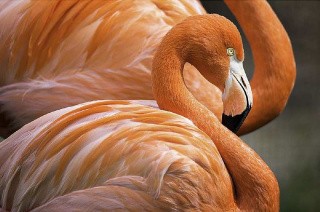 Алмазная вышивка «Нежные фламинго»
