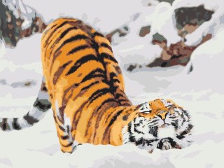 Картина по номерам «Милейший тигр»