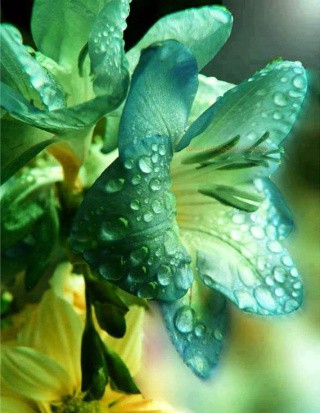 Алмазная вышивка «Лилия» Алмазная вышивка «Лилия»