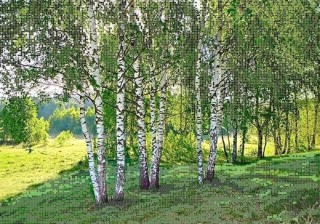 Рисунок на канве «Роща» Рисунок на канве «Роща»