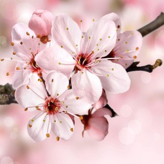 Алмазная вышивка «Яблоня в цвету» Алмазная вышивка «Яблоня в цвету»