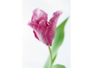 Набор для вышивания «Розовый тюльпан»