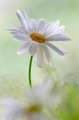 Алмазная вышивка «Нежная ромашка» Алмазная вышивка «Нежная ромашка»