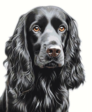 Картина по номерам «Собака Спаниель черная 2»