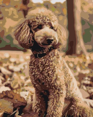Картина по номерам «Собака пудель в лесу, осень 40х50»