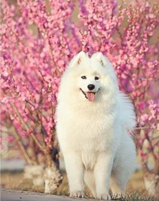 Алмазная вышивка «Лайка» Алмазная вышивка «Лайка»