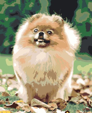 Картина по номерам «Собаки: Шпиц на дорожке в лесу 40х50»