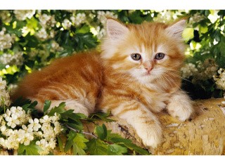 Пазл-мини «Любимые питомцы. Рыжий котёнок»