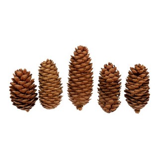 Шишки Ели, 5 шт., Blumentag Шишки Ели, 5 шт., Blumentag