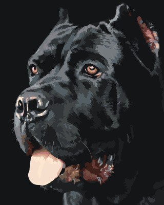 Картина по номерам «Собака Кане корсо черная портрет 40x50»