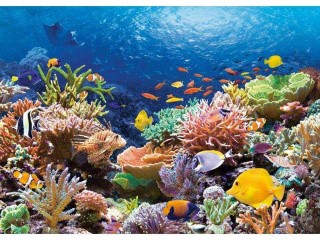 Пазлы «Коралловый риф»