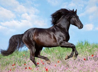 Пазлы «Прекрасная лошадь»
