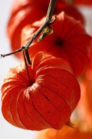 Алмазная вышивка «Физалис» Алмазная вышивка «Физалис»