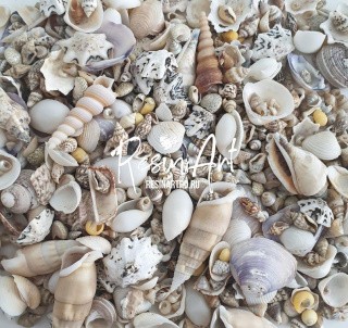 Набор ракушек №3 Набор ракушек №3