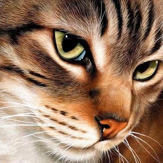 Алмазная вышивка «Загадочный кот» Алмазная вышивка «Загадочный кот»