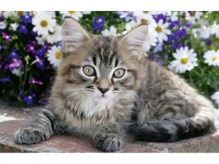 Пазл-мини «Любимые питомцы. Котёнок в цветах»