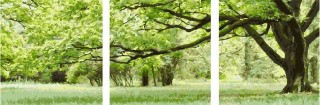Картина по номерам «Зеленое дерево»