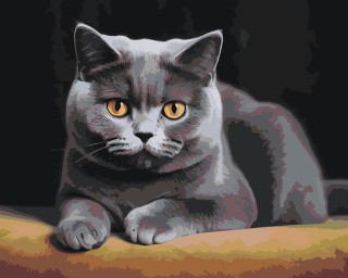 Картина по номерам «Серьезный британский кот»