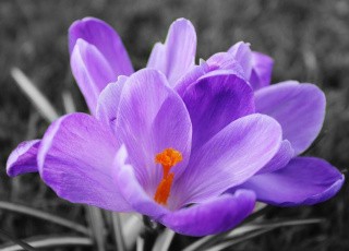 Алмазная вышивка «Цветок крокуса» Алмазная вышивка «Цветок крокуса»