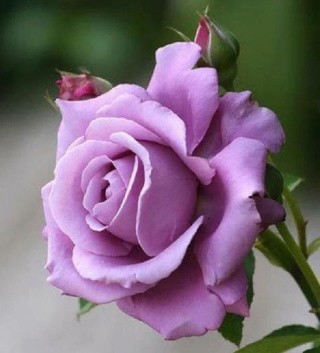 Алмазная вышивка «Фиолетовая роза» Алмазная вышивка «Фиолетовая роза»