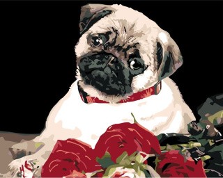Картина по номерам «Мопс с букетом роз»